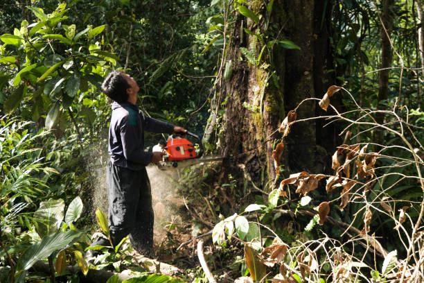 Best Hazardous Tree Removal  in Covgton, IN