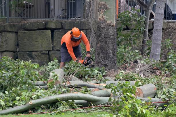 How Our Tree Care Process Works  in  Covington, IN