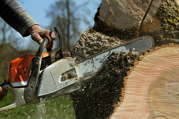Best Tree Preservation Services  in Covgton, IN